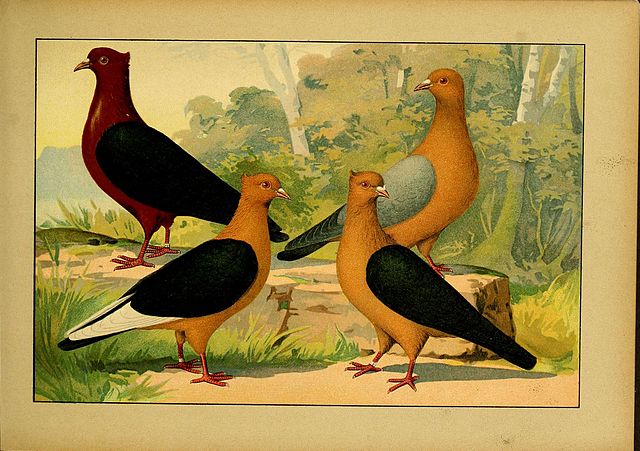 Gimpel-Pigeon-Painting.jpg