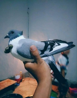 Kotang Pigeons from Indonesia.jpg