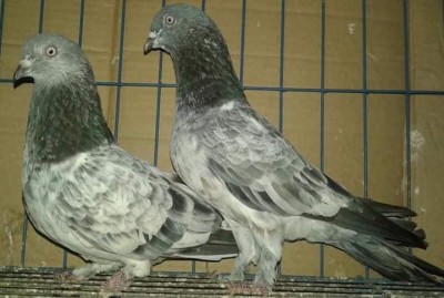 Chila Highflyer Pigeons from Bangladesh Grizzle.jpg
