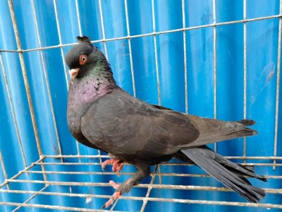 Myna Pigeons of Bangladesh Black Crested.jpg