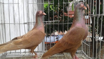 Myna Pigeons of Bangladesh Red.jpg