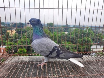 Musaldom Pigeons from Bangladesh Blue Bar.jpg
