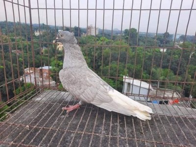 Musaldom Pigeons from Bangladesh.jpg