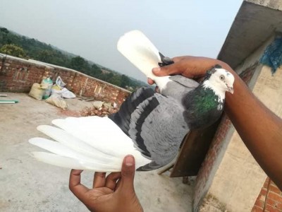 Gorra Pigeons from Bangladesh Blue.jpg
