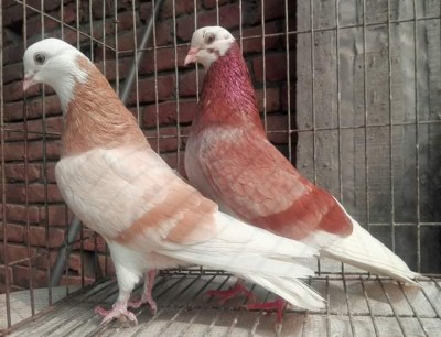 Gorra Pigeons from Bangladesh Red.jpg