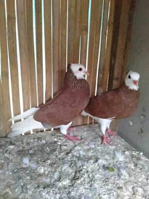 Plontang Pigeons of Indonesia.jpg