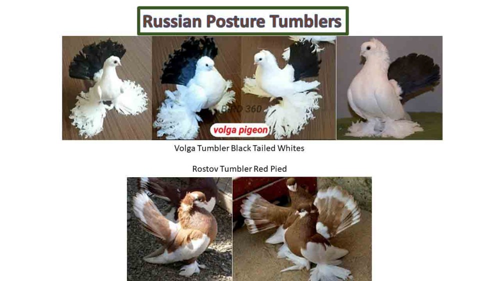 Russian Posture Tumblers LQ.jpg