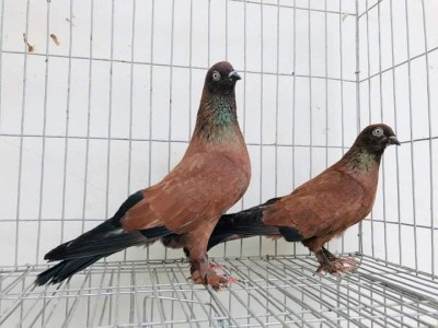 Chila Highflyer Pigeons from Bangladesh Bronze.jpg