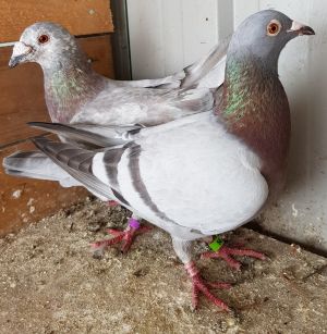 Recessive opal pigeons.