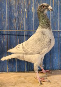 Andalusian (Double)-Brandon-Sensenig.jpg