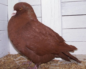 A Carneau pigeon displaying homozygous recessive red (e//e).