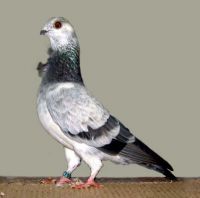 Valencian Figurita - Blue Grizzle.jpg