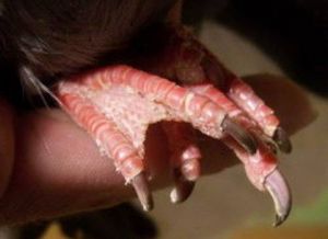 A pigeon with webbed toes due to the web foot mutation.