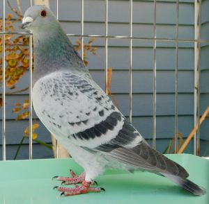 Checker pigeon