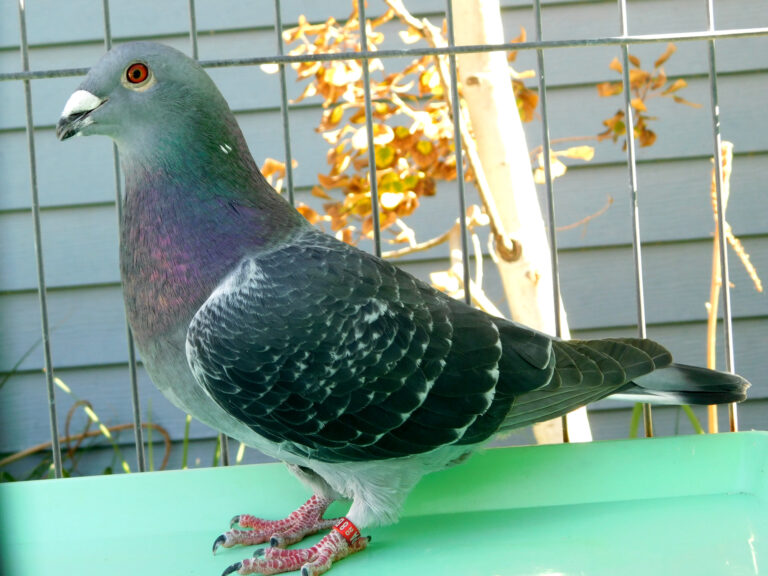Pigeon Color Variations List of Pigeon Phenotypes β PigeonGenetics.com